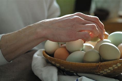 What’s the Difference Between a Hatching Egg and an Eating Egg? - Silver Fox Farm