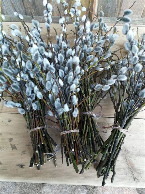 Medium Pussy Willow Bouquet Soft Willow Bunch Spring Home Etsy