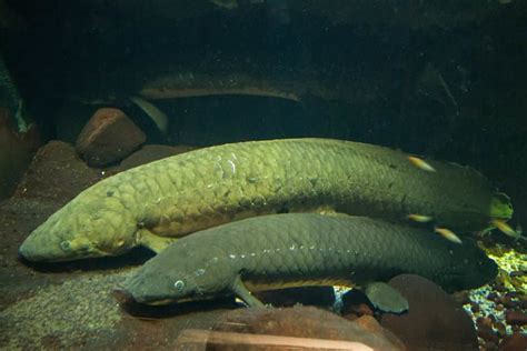 10 Incredible Lungfish Facts Fact Animal