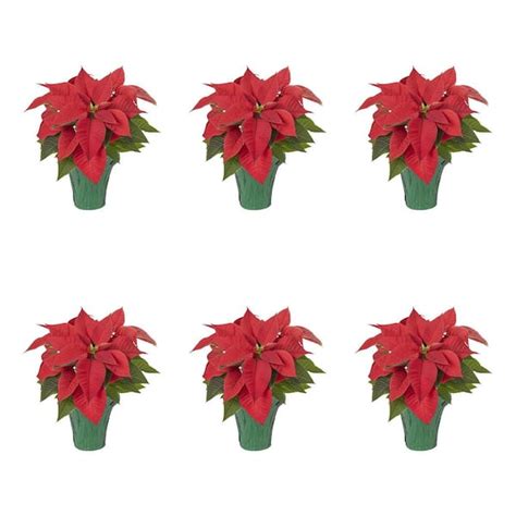 Metrolina Greenhouses Pt In Live Christmas Poinsettia Red With