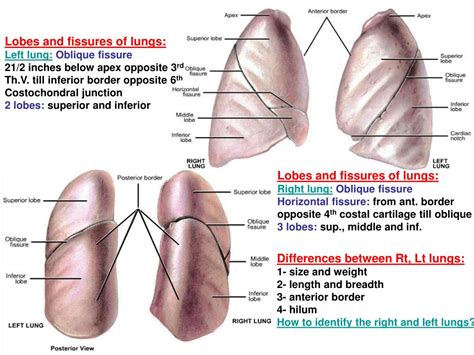 Ppt Sternal Angle Powerpoint Presentation Free Download Id957362