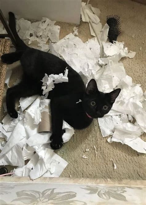 Pin On Cats Shredding Paper