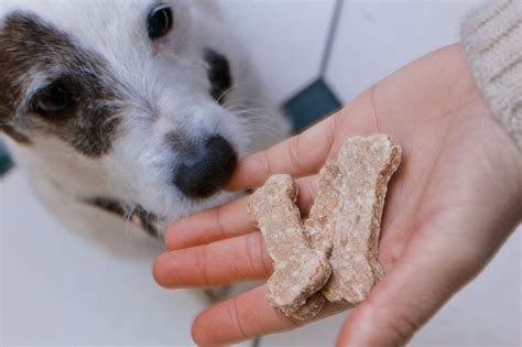 犬が食べる皿を洗う頻度は、人の健康に影響します Infobae