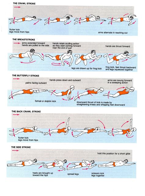 Swimming Facts Butterfly Stroke