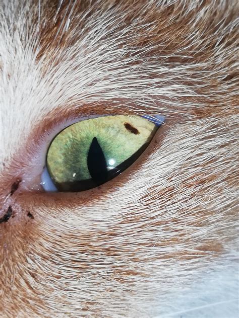 What Is This Brown Spot In My Cats Eye Also Her One Eye Keeps