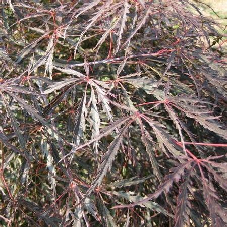 Acer Palmatum Dissectum Inaba Shidare L Cm Windlestone