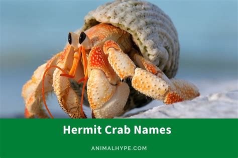 435 Claw-some Hermit Crab Names for Your Tiny Pincher - Animal Hype