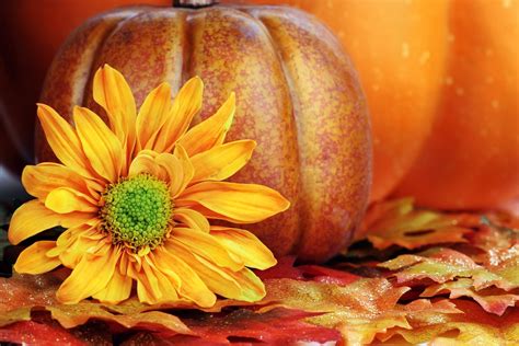 Autumn Pumpkin Wallpaper Images