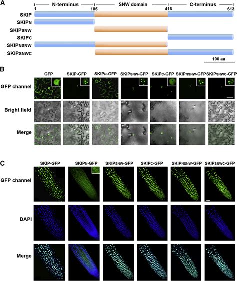 Subcellular Localization Of The Full Length And Truncated Skip Proteins