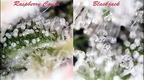 Can you guess how much time is left by examining these trichomes? : r/microgrowery