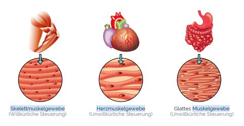 Muskelgewebe Quergestreifte Glatte Muskulatur Otl Lexikon