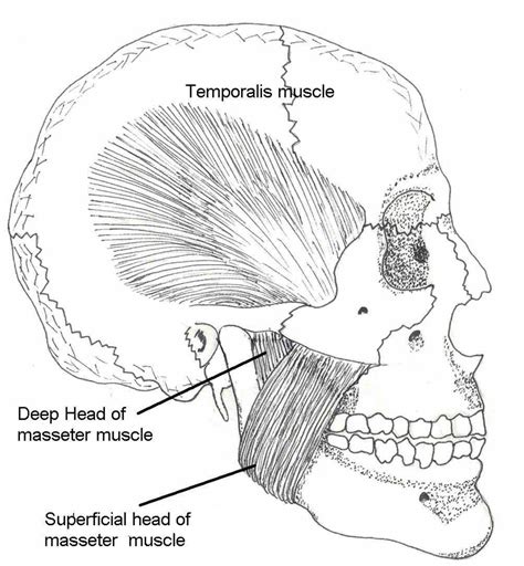 Masseter Muscle Figure Borrowed From [10] Download Scientific Diagram