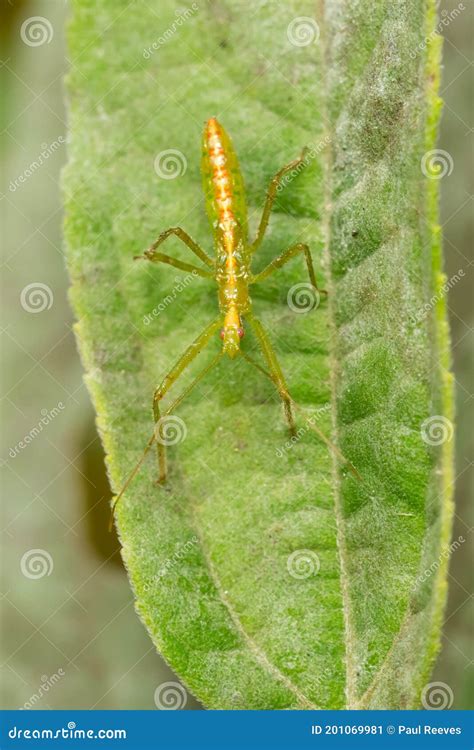 Pale Green Assassin Bug Zelus Luridus Stock Image Image Of North