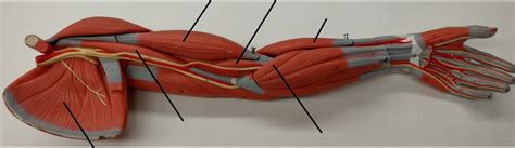 Pectoral Girdle & Upper Limb Muscles Diagram | Quizlet