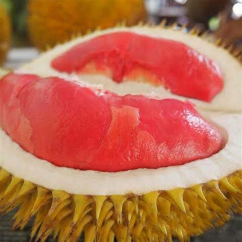 Bibit Buah Durian Merah Unggul Lazada Indonesia