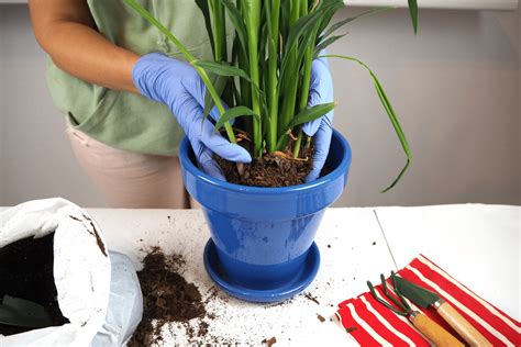 Ácaros del suelo es bueno tenerlos cerca de las plantas plantasyflores