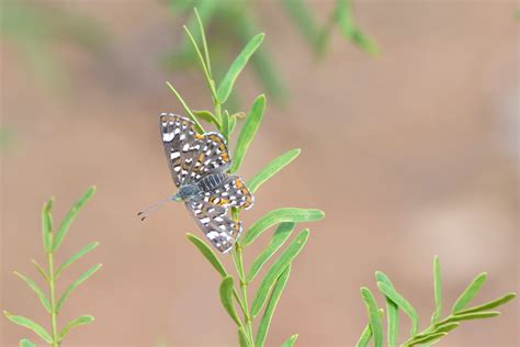 New Mexico Butterflies Riodinidae