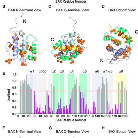 A Distinct Binding Site For Bcl Bh Inhibition Of Bax A Docking