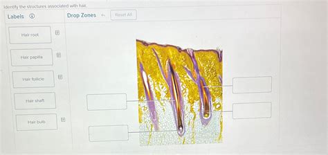 Solved Identify The Structures Associated With Chegg