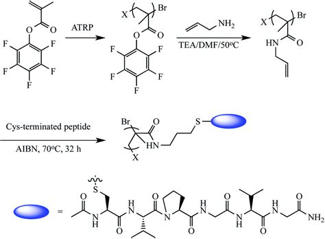 Thiolene Click Reactions And Recent Applications In Polymer And