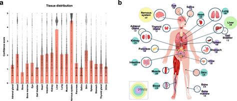 Tissues Distribution Of The Human O Glcnacome A B Tissue Distribution