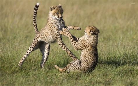 Cheetah cubs wallpaper - Animal wallpapers - #11929