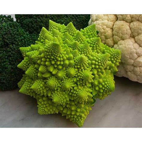 Cauliflower Minaret Romanesco Great Heirloom Vegetable 15 Seeds