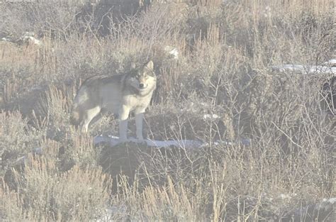 From ‘wolf-sized’ to ‘Hi, puppy:’ Suspected wolf reports in Colorado ...