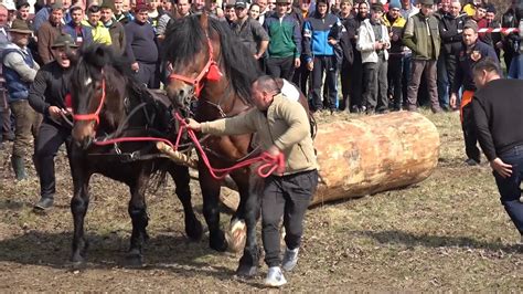 Concurs Cu Cai De Tractiune Varbilau Prahova Proba De Dublu