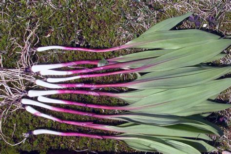 Door To Nature Wild Leeks Door County Pulse