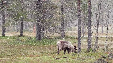 Reindeer in Falling Snow at Autumn in Lapland, Northern Finland Stock ...