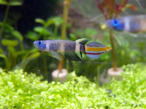 Clown Killifish Info With Care Details And Pictures