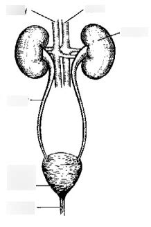 Excretory System Labelling Diagram Quizlet