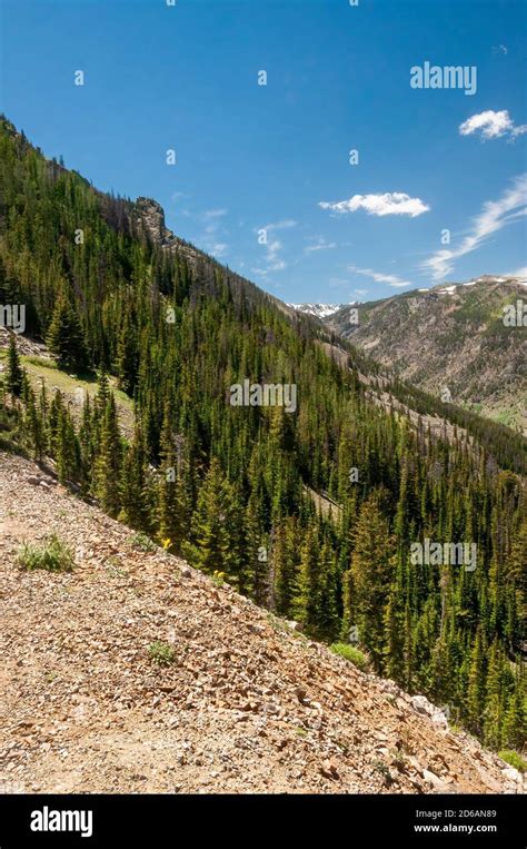 Alpine Meadow And Snowy Mountain In High Altitude Near Yellowstone