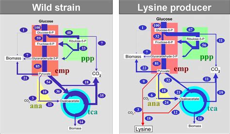 Metabolic Flux Analysis With C Labeling Experiments Cflux Net