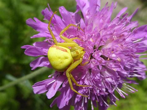 37 Common Spiders In New York Pictures And Identification