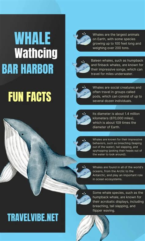 Are There Whales In Bar Harbor?