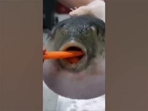 Funny Puffer fish eating carrot in 2024 | Puffer fish, Eating carrots ...