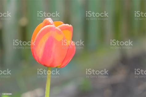 Beautiful Pink Tulip Flower Close Up Flower With Pink Petals On A