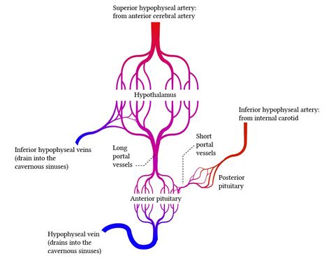 Portal Systems In The Regional Circulation Deranged Physiology