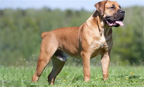 Boerboel Mastiff