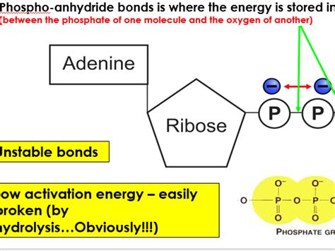 Aqa A Level Biology Glycolysis Teaching Resources