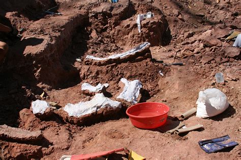 Photos 100 Million Year Old Tanzania Titanosaur Had Heart Shaped Tail