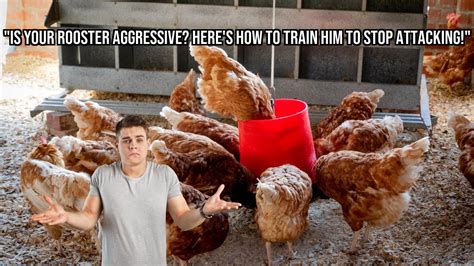 Key Tactic To Train Your Aggressive Rooster To Stop Attacking Youtube