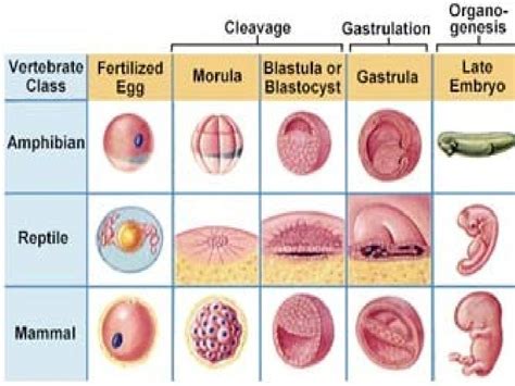 Life History And Embryogenesis