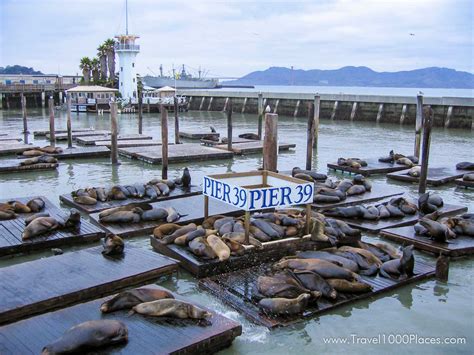 Pier At Fishermans Wharf San Francisco Travel Places