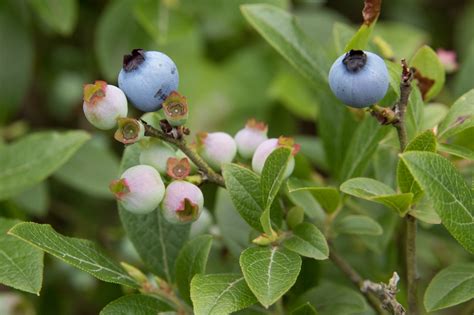 Vaccinium Angustifolium Late Lowbush Blueberry Low Bush Blueberry