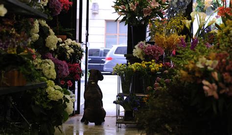 Use His Skill Flowers Delivery Upper East Side Manhattan The Upper