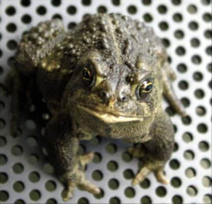 Wyoming Toad (Anaxyrus Baxteri) | AZAnimals.com