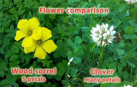 How To Identify And Eat Wood Sorrel Check Your Lawn For This Sour